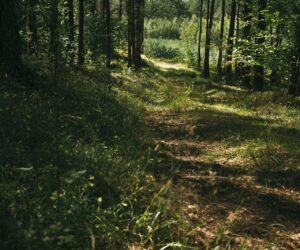 Wiatraki Mazury Pokój Premium nr