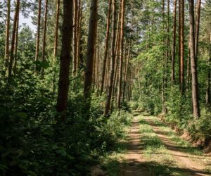 Wiatraki Mazury Pokój Premium nr