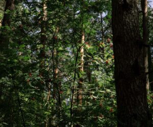 Pokój Premium nr Mazury
