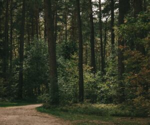 Wiatraki Mazury Pokój Premium nr