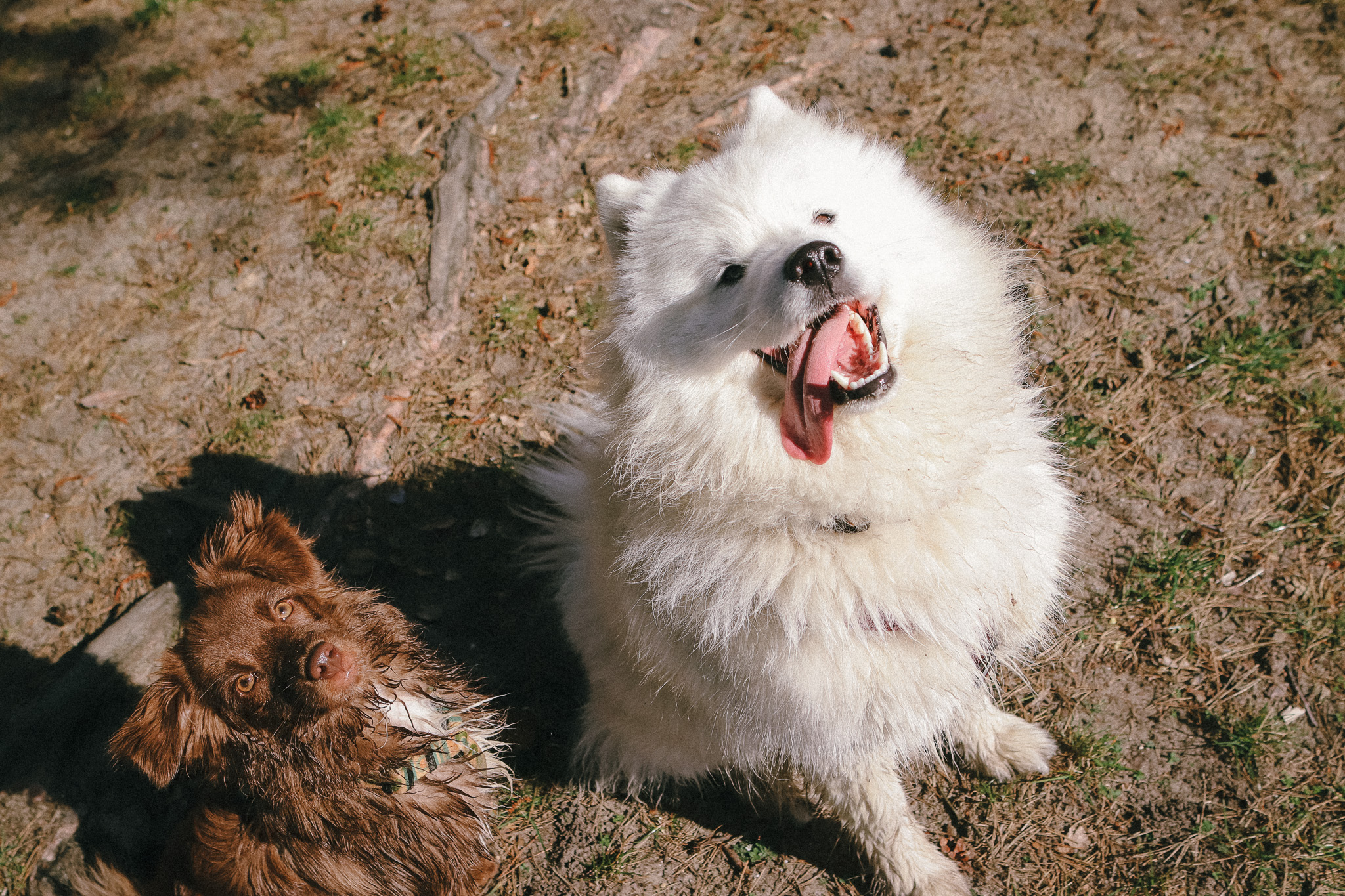 pieski na kempingu na mazurach