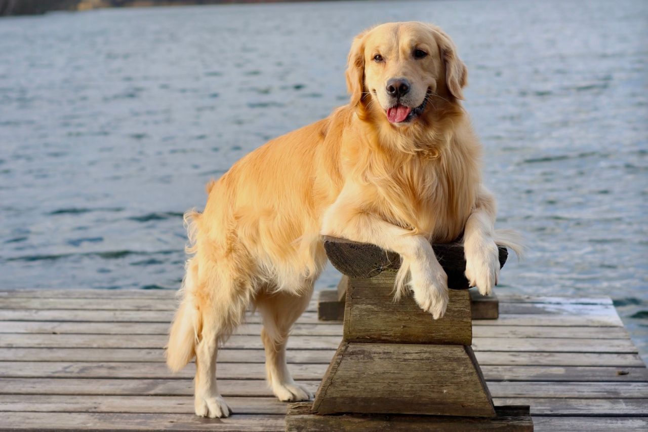 Wyjazdy z Behawiorystką